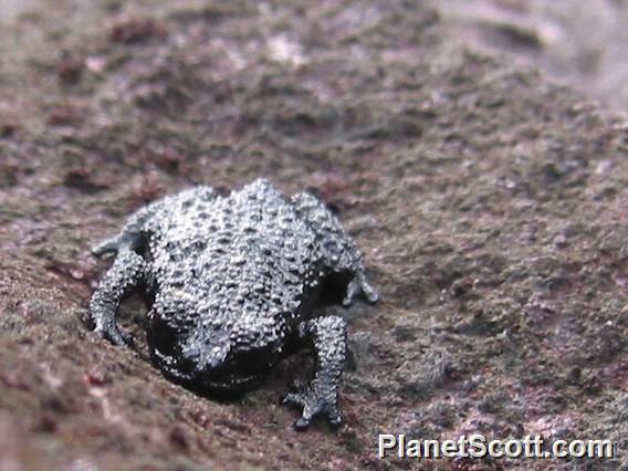Roraima Black Frog (Oreophrynella quelchii)