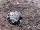 Endemic non-hopping frog, Roraima