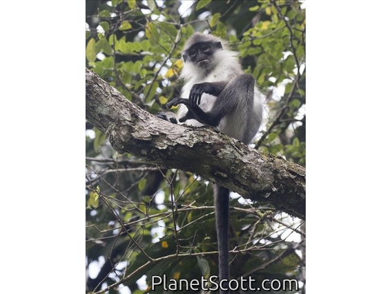 White-thighed Surili (Presbytis siamensis)