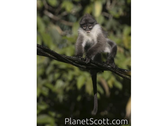 White-thighed Surili (Presbytis siamensis)