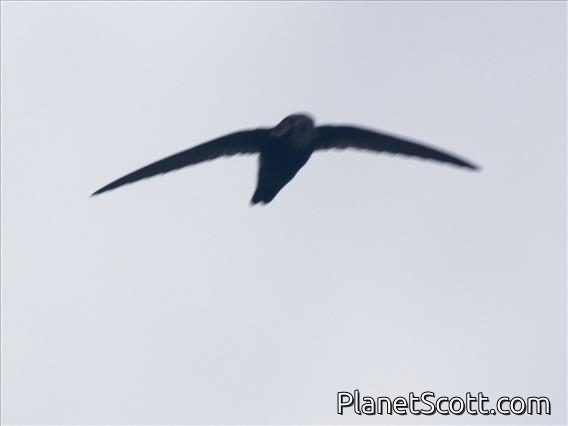 House Swift (Apus nipalensis)
