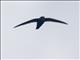 House Swift (Apus nipalensis)