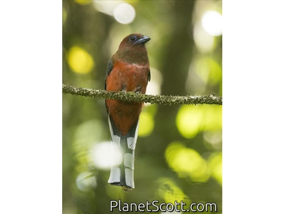 Red-headed Trogon (Harpactes erythrocephalus)