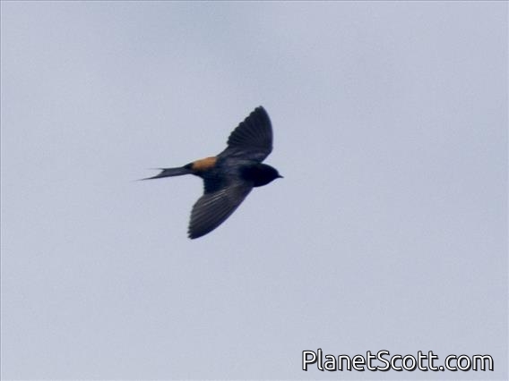 Red-rumped Swallow (Cecropis daurica)
