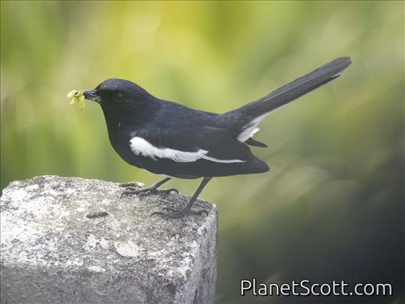 Oriental Magpie-Robin (Copsychus saularis)