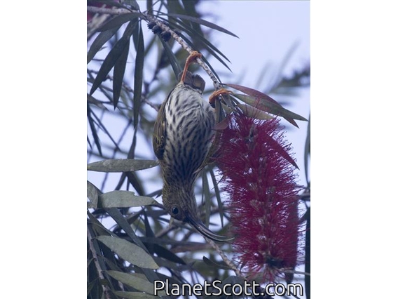 Streaked Spiderhunter (Arachnothera magna)