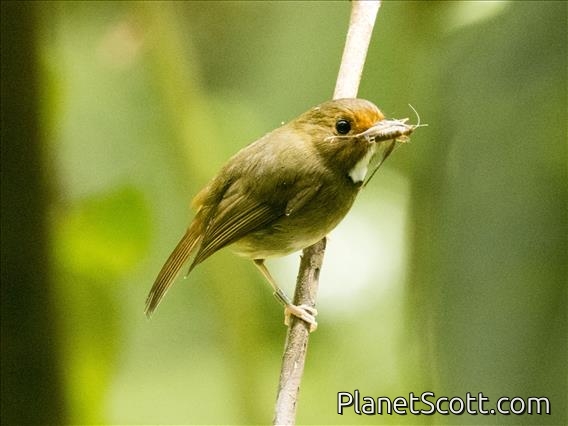 Rufous-browed Flycatcher (Anthipes solitaris)
