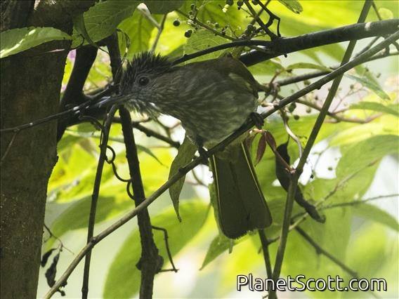 Mountain Bulbul (Ixos mcclellandii)