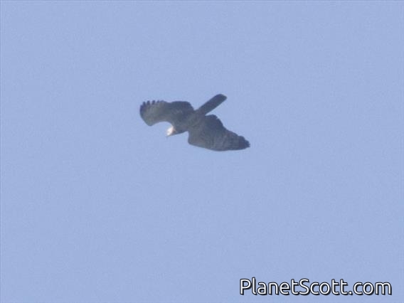 Oriental Honey-buzzard (Pernis ptilorhynchus)