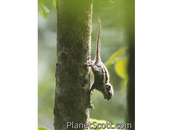 Himalayan Striped Squirrel (Tamiops mcclellandii)