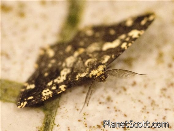Geometer Moth (Alcis sp)