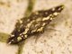 Geometer Moth (Alcis sp)