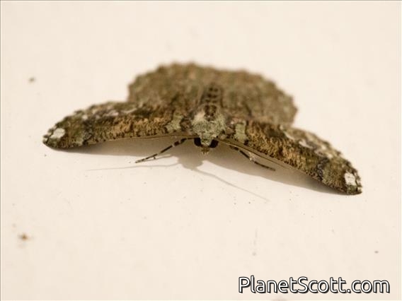 Emerald Moth ( Lophophelma sp)
