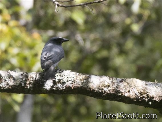 Malayan Cuckooshrike (Coracina larutensis) - Male