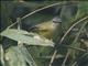 Yellow-bellied Warbler (Abroscopus superciliaris)