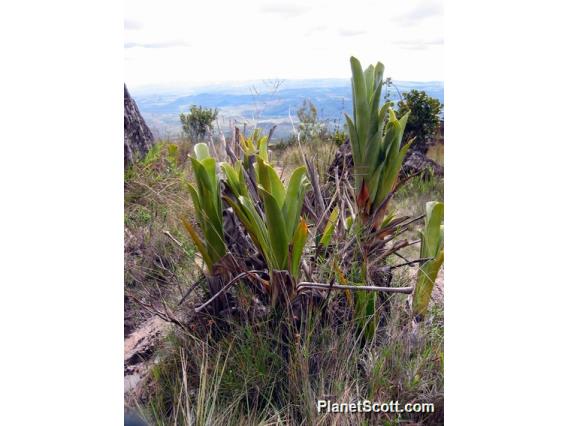 Carnivorous plant, Roraima