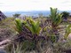 Carnivorous plant, Roraima