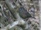 Streaked Wren-Babbler (Gypsophila brevicaudata)