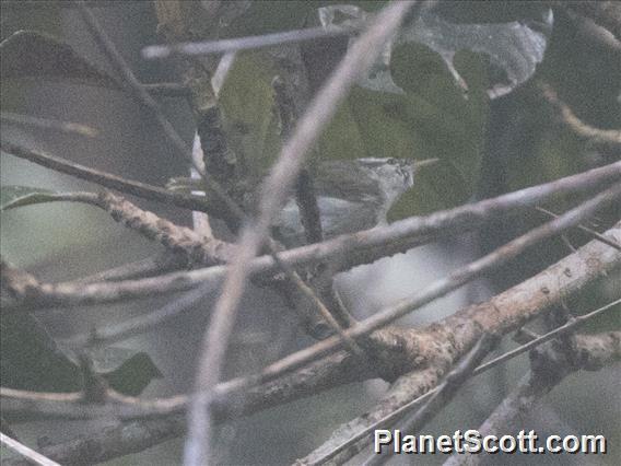Eastern Crowned-Warbler (Phylloscopus coronatus)