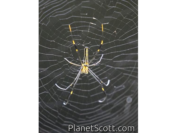 Giant Golden Orbweaver(Nephila pilipes)