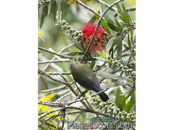 Black-throated Sunbird (Aethopyga saturata) - Female
