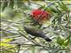 Black-throated Sunbird (Aethopyga saturata) - Female