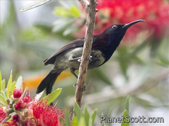 Black-throated Sunbird (Aethopyga saturata) - Male
