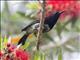 Black-throated Sunbird (Aethopyga saturata) - Male
