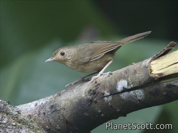 Buff-breasted Babbler (Pellorneum tickelli)