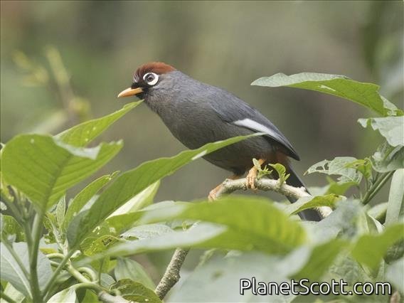 Chestnut-capped Laughingthrush (Pterorhinus mitratus)
