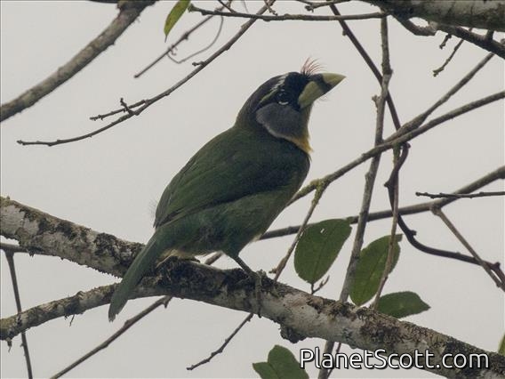 Fire-tufted Barbet (Psilopogon pyrolophus)