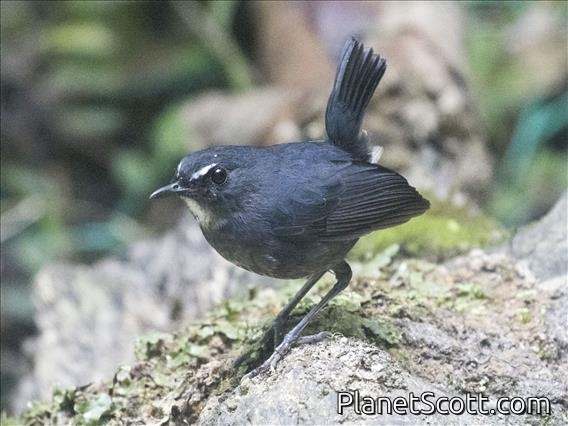 Lesser Shortwing (Brachypteryx leucophris)