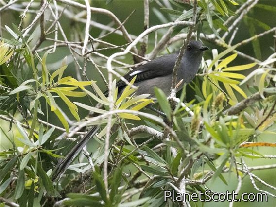 Long-tailed Sibia (Heterophasia picaoides)