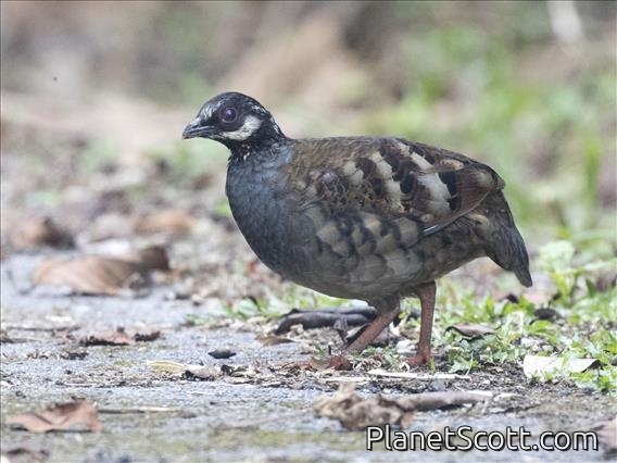 Malayan Partridge (Arborophila campbelli)