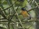 Mugimaki Flycatcher (Ficedula mugimaki)
