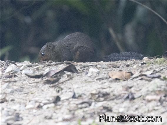 Asian Red-cheeked Squirrel (Dremomys rufigenis)