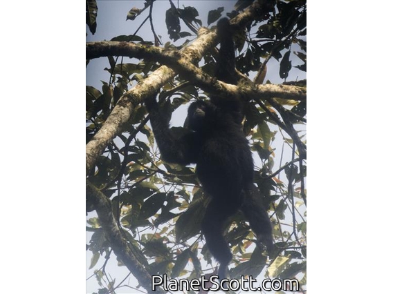 Siamang (Symphalangus syndactylus)