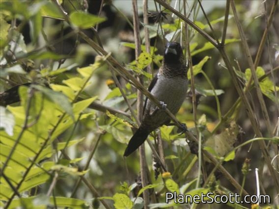 White-rumped Munia (Lonchura striata)