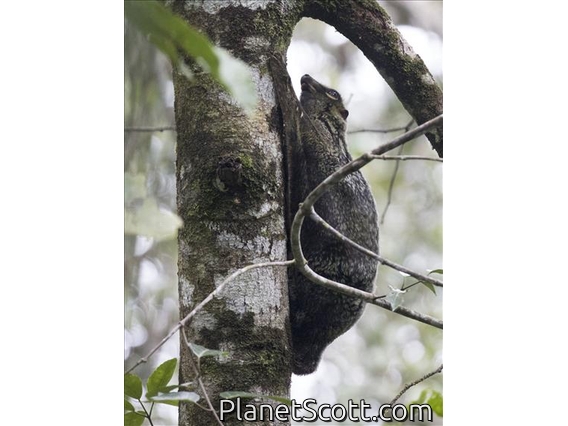 Sunda Flying Lemur (Galeopterus variegatus)