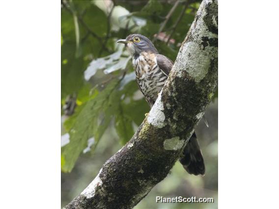 Large Hawk-Cuckoo (Hierococcyx sparverioides)