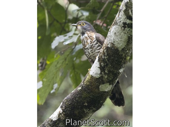 Large Hawk-Cuckoo (Hierococcyx sparverioides)