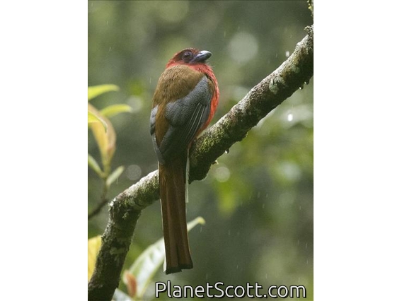 Red-headed Trogon (Harpactes erythrocephalus) - Male