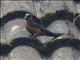 Rufous-bellied Swallow (Cecropis badia)
