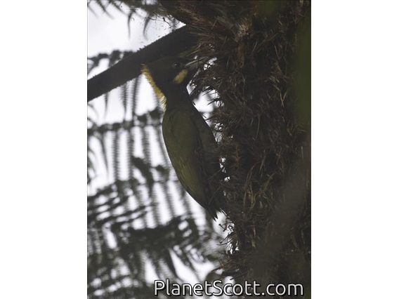 Greater Yellownape (Chrysophlegma flavinucha)