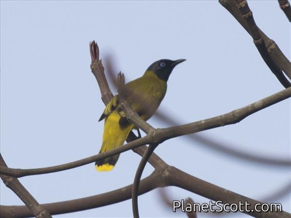 Black-headed Bulbul (Brachypodius melanocephalos)