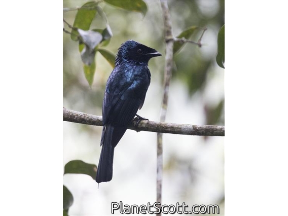 Lesser Racket-tailed Drongo (Dicrurus remifer)