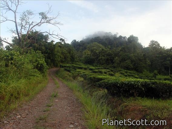 Sabah Tea