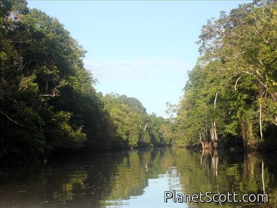 Kinabatangan River