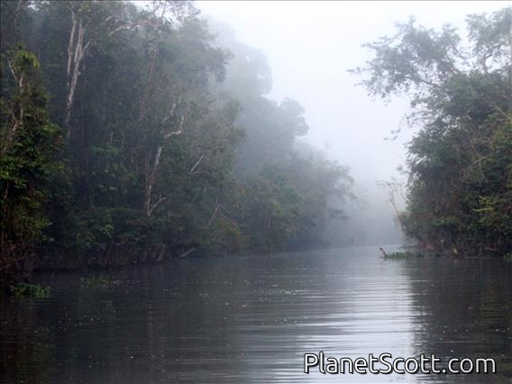 Kinabatangan River Mist