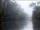 Kinabatangan River Mist